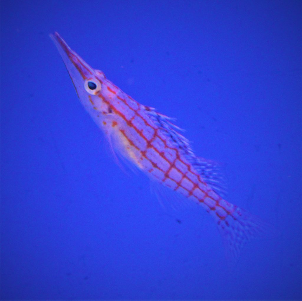 Aquarium Shop Awajiya