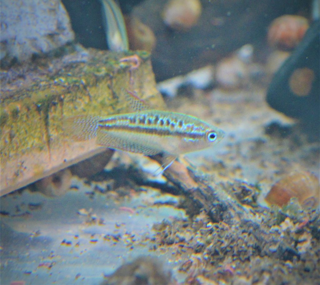 Aquarium Shop Awajiya