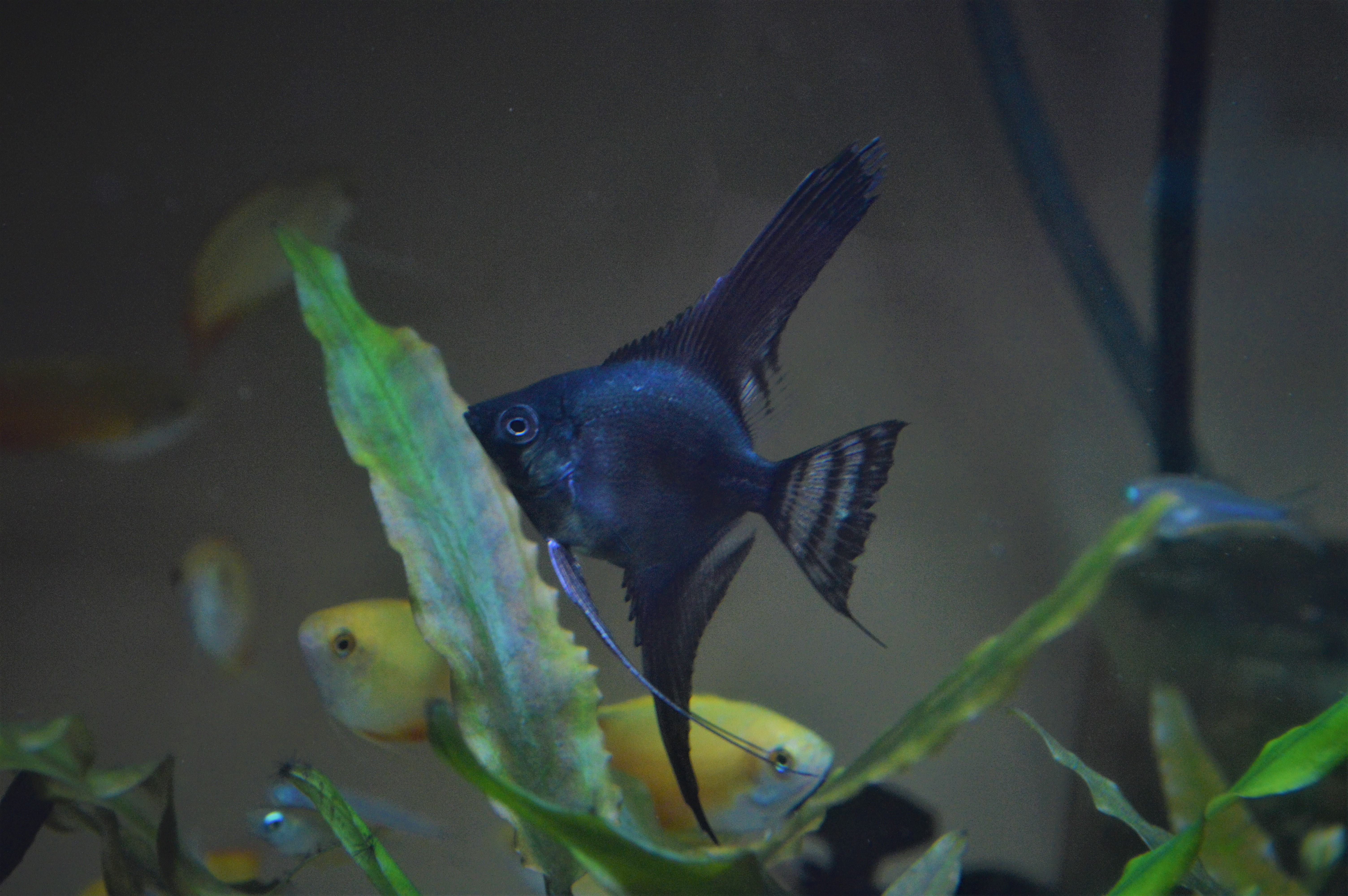 Aquarium Shop Awajiya